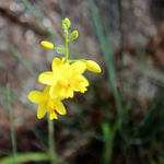 野花 山花