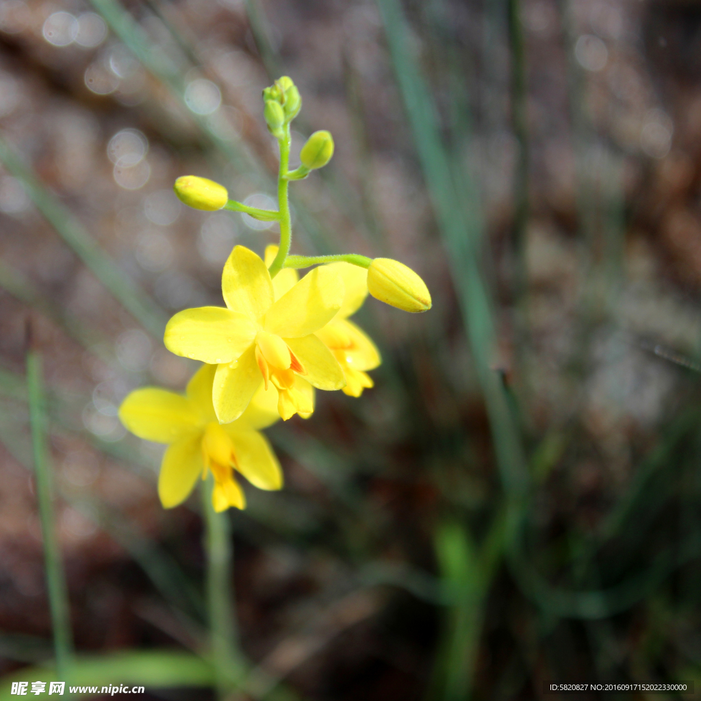 野花 山花