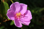 捻子花 春天 花