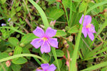 山捻花 捻子花