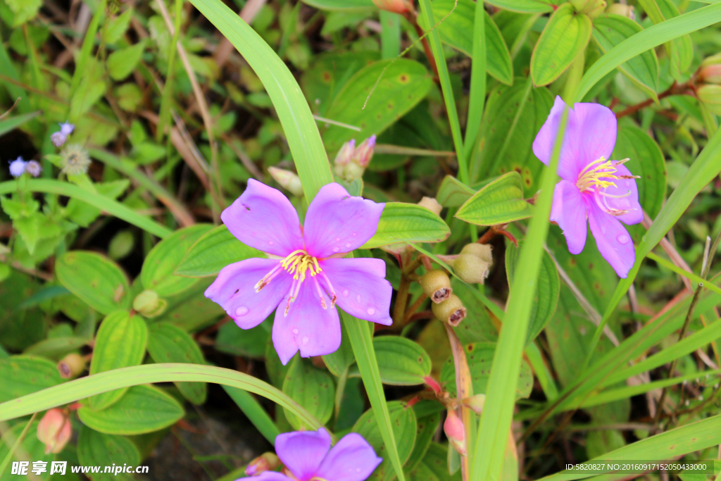 山捻花 捻子花