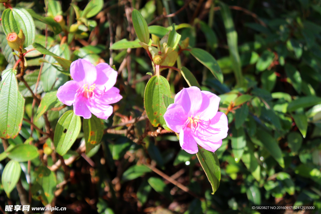 捻子花 野花