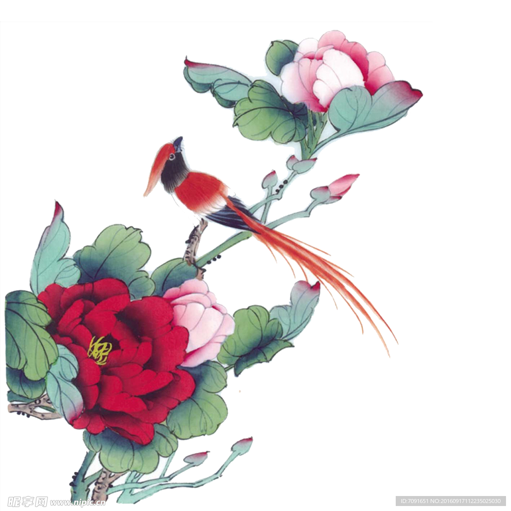手绘花鸟 分层图