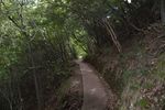 林荫小道