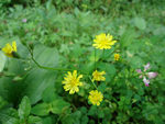 野黄花