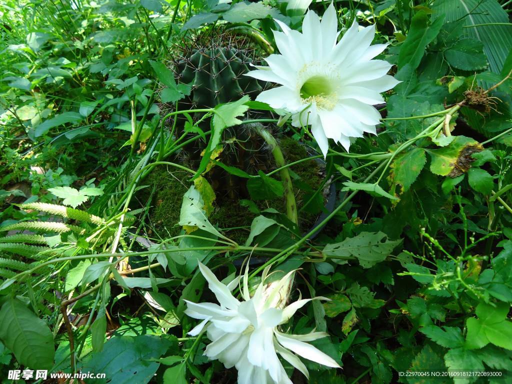 野菊花