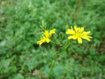 野菊花