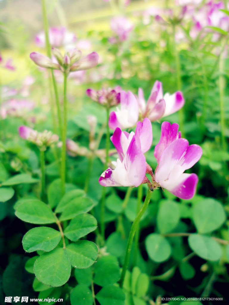 草籽花