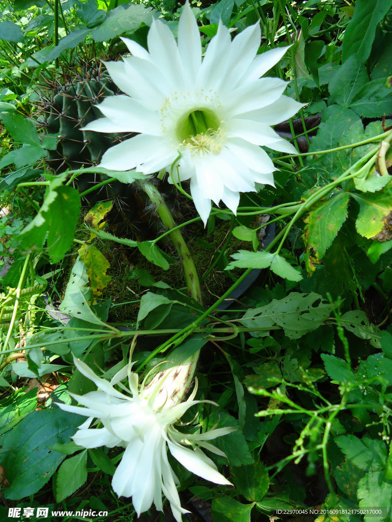 野百花