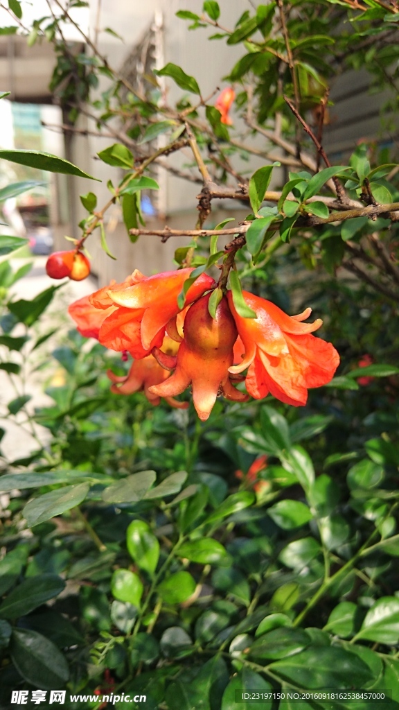 石榴花