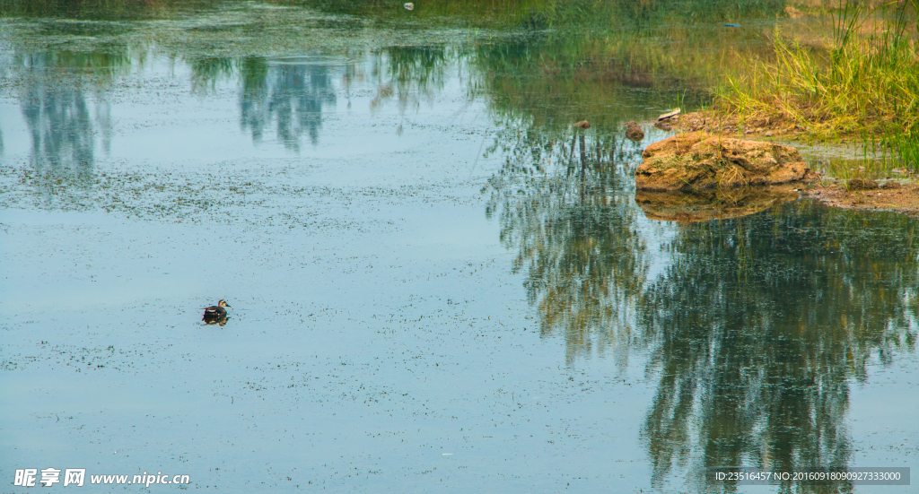 湿地水鸟 水鸭