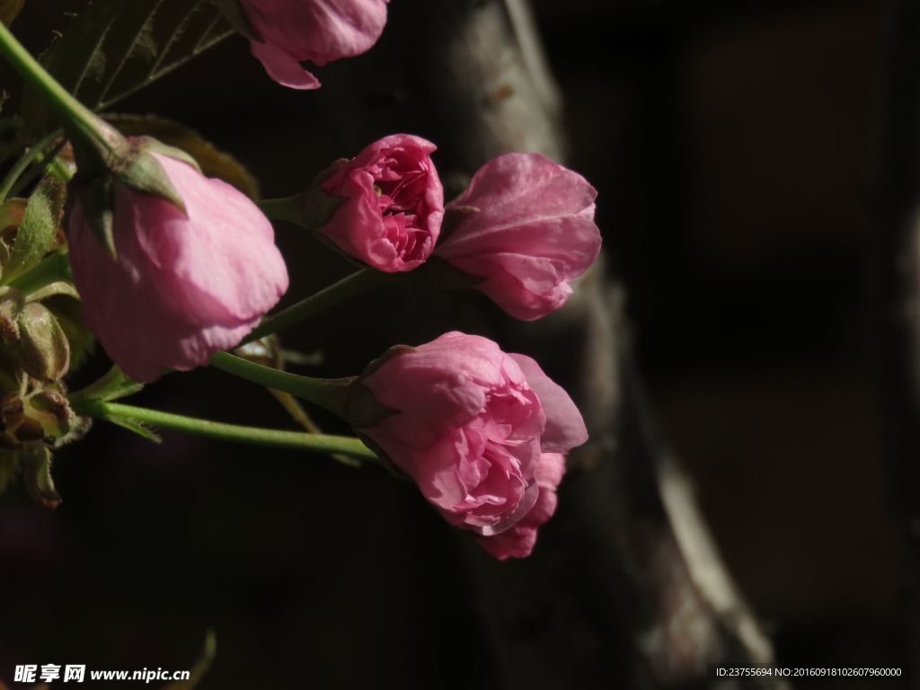 桃花