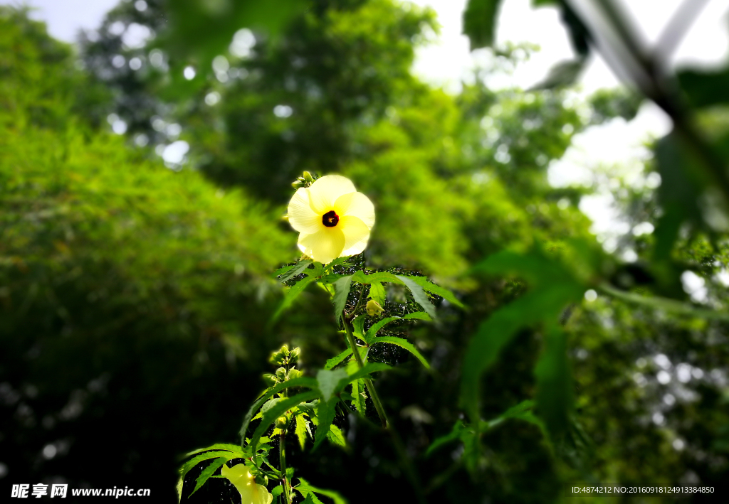 黄花