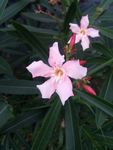 粉花