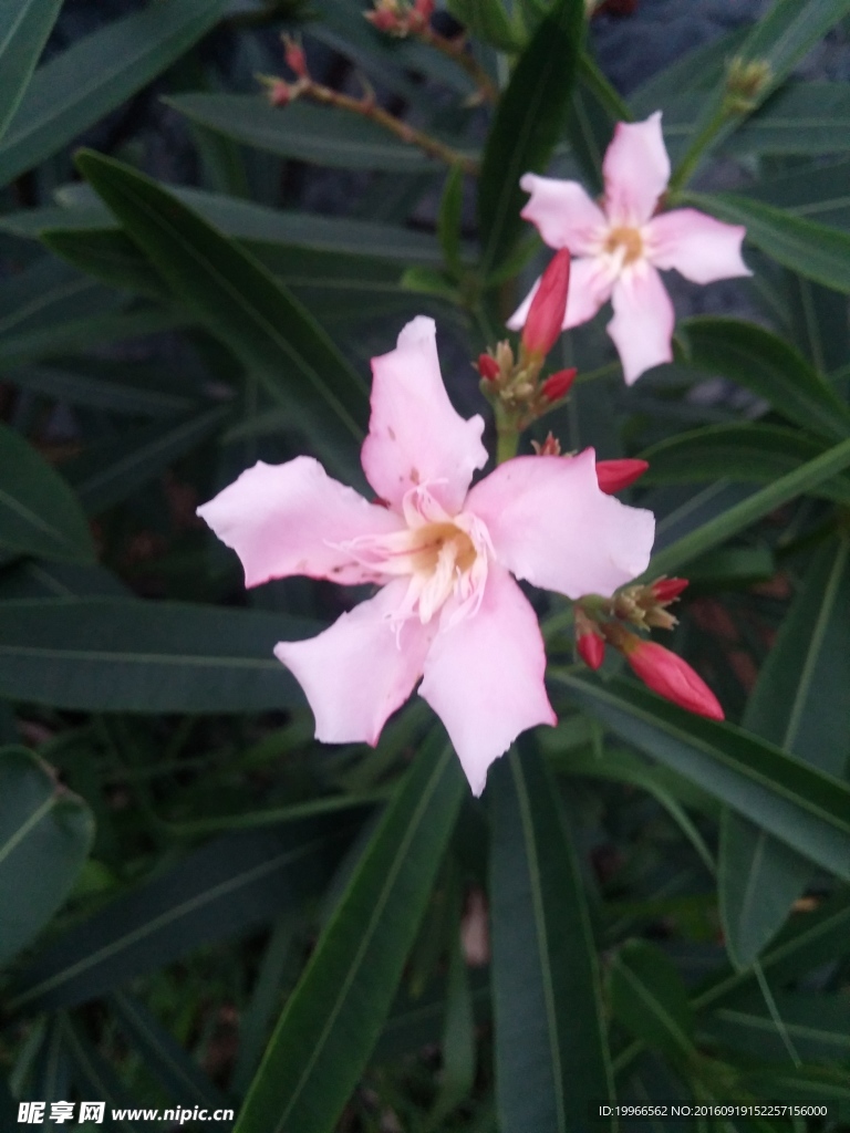 粉花