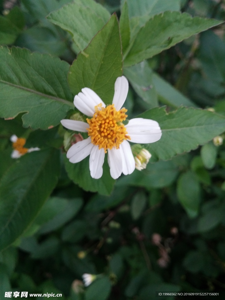 白花
