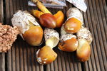 野生菌