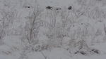 雪后田野