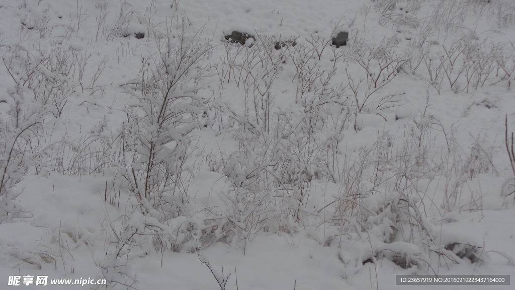 雪后田野