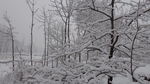 大雪压枝低