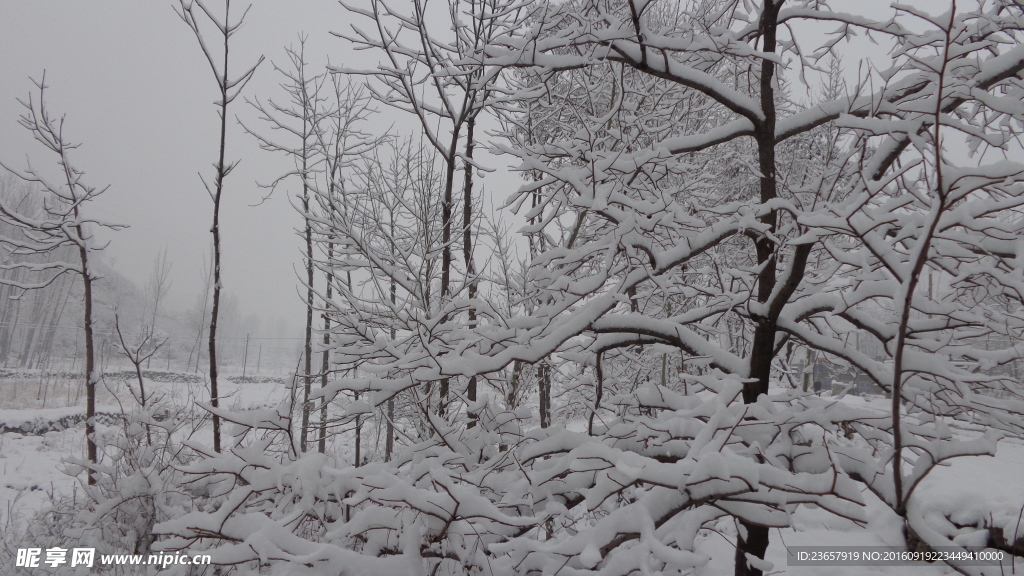 大雪压枝低