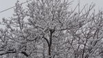 大雪压枝低