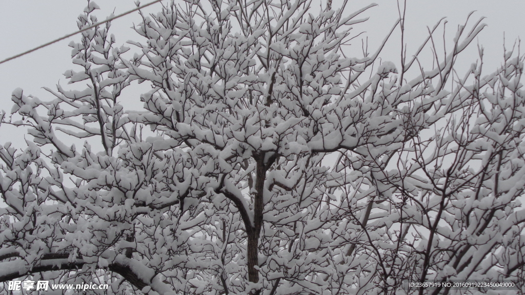 大雪压枝低