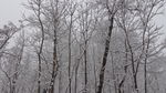 大雪压枝低