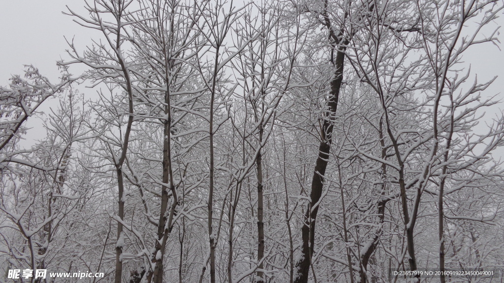 大雪压枝低