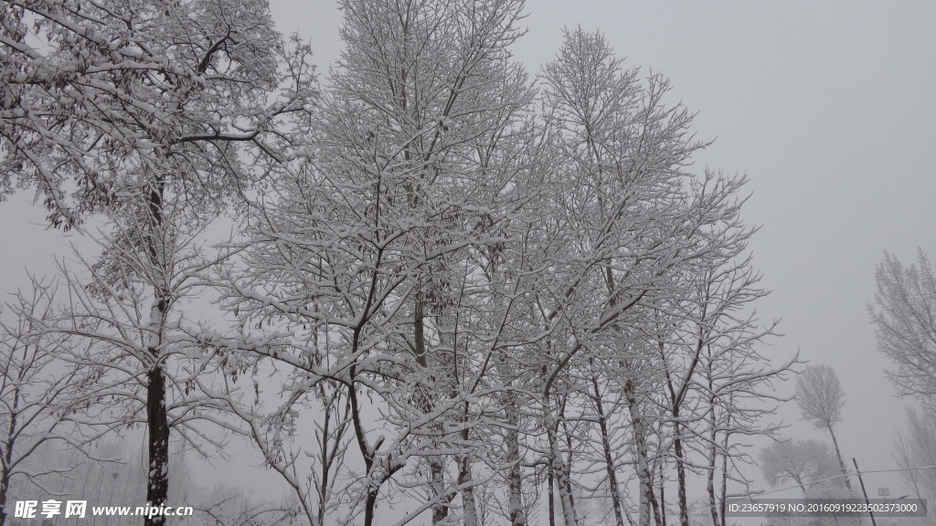 大雪压枝低