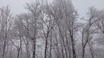 大雪压枝低