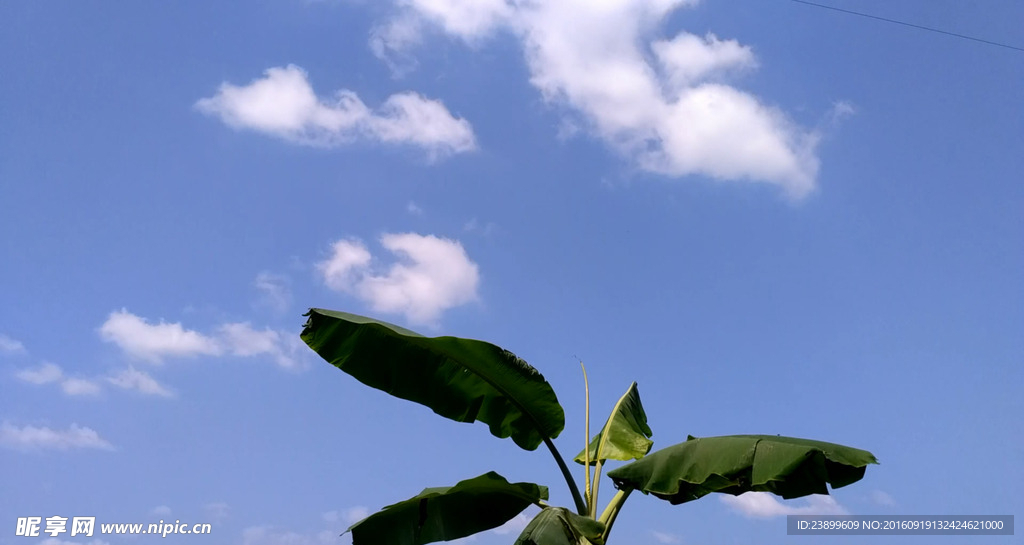 芭蕉树延时摄影