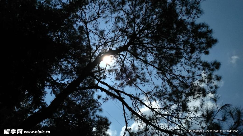 日光下的松树剪影