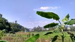 秋季的田野