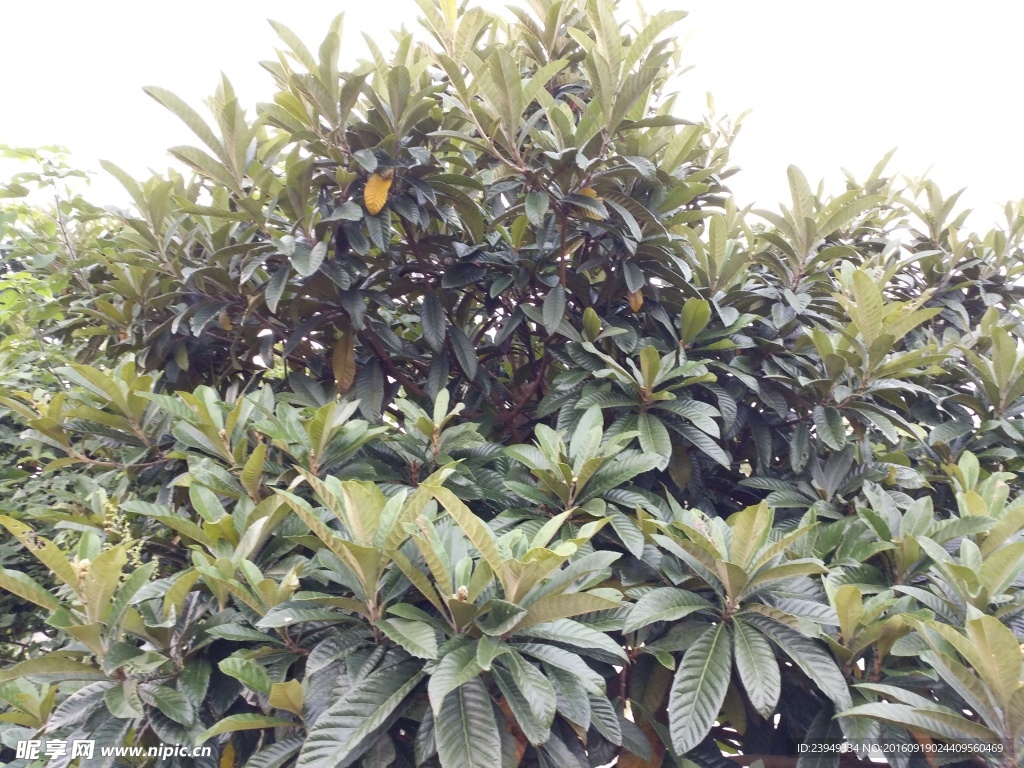 枇杷花