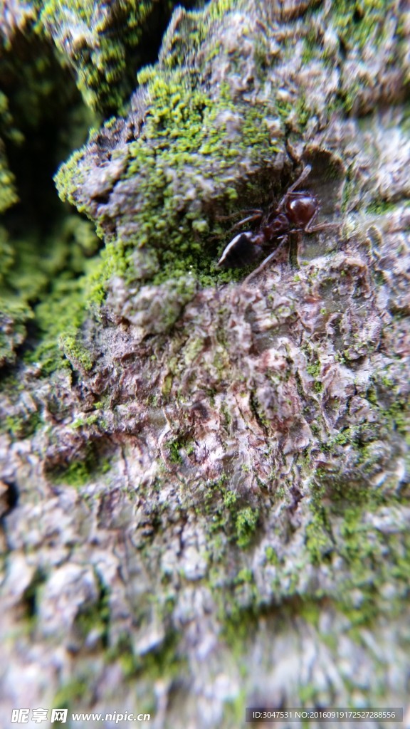 蚂蚁 树 苔藓