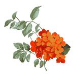 浪漫唯美花朵素材