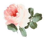 唯美浪漫花朵素材