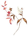 唯美花纹素材
