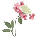唯美花朵素材