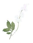 唯美花纹素材