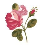 浪漫唯美花朵素材