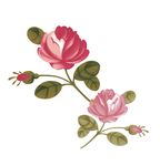 浪漫唯美花朵素材