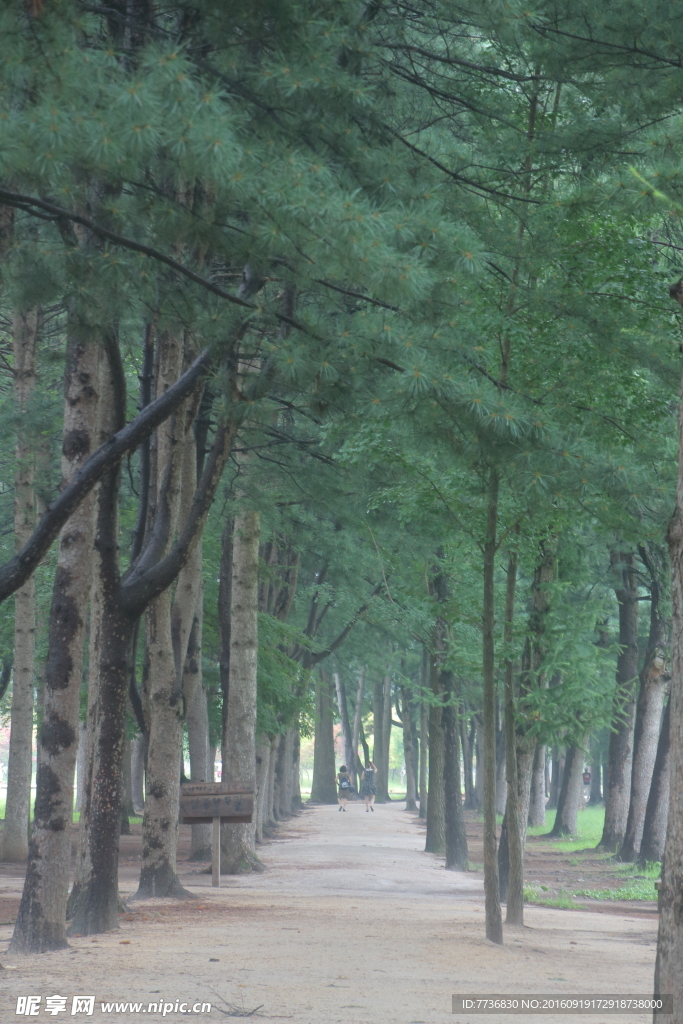 林间小路