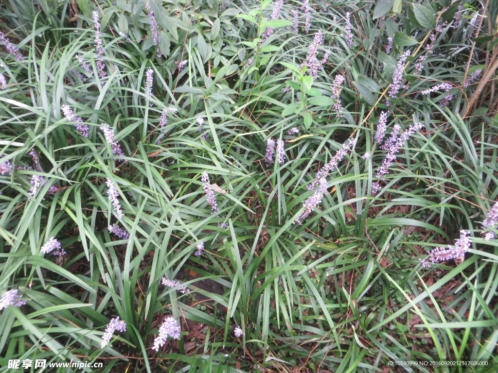 薰衣草