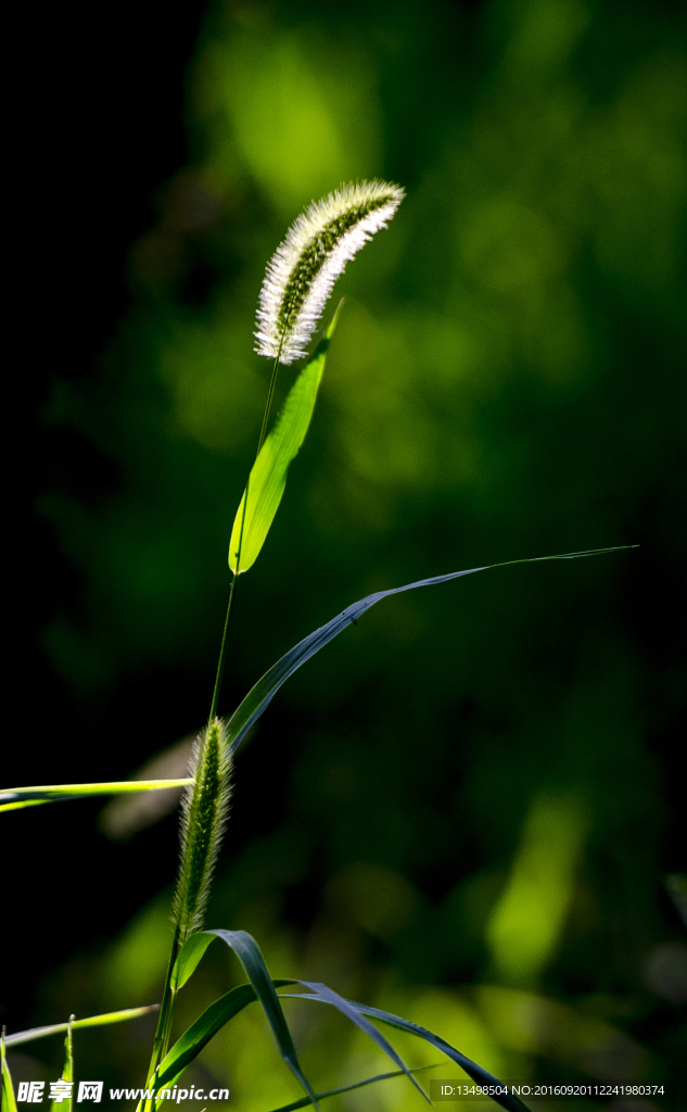 狗尾草