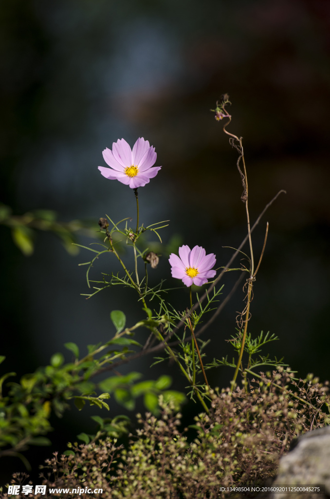 桑格花