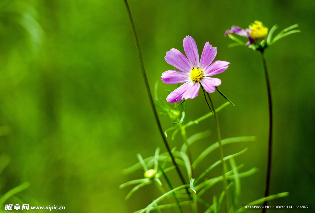 桑格花