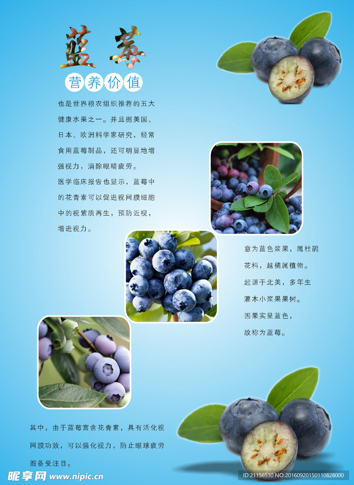蓝莓海报