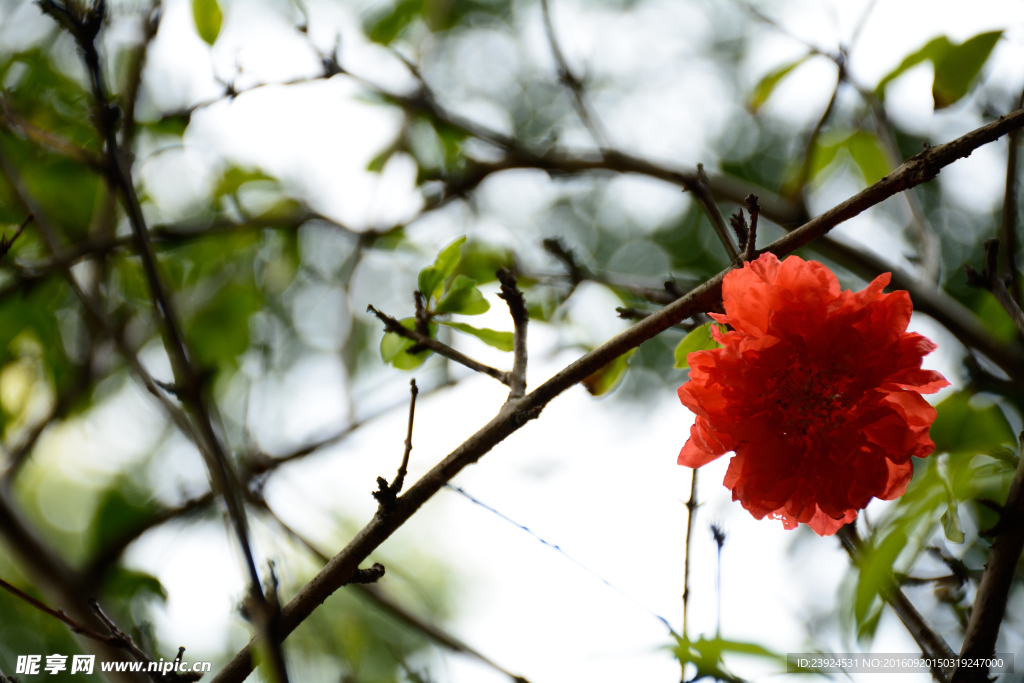 石榴花